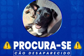 PROCURA-SE CÃO DESAPARECIDO