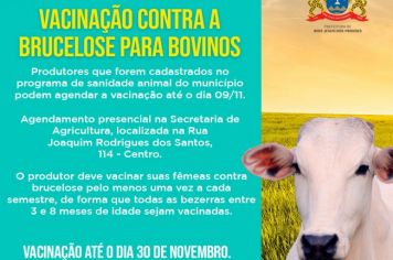 Vacinação contra a Brucelose para bovinos 