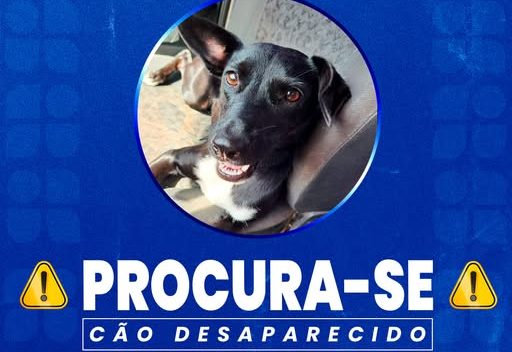 PROCURA-SE CÃO DESAPARECIDO